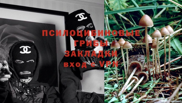 прущие грибы Алагир